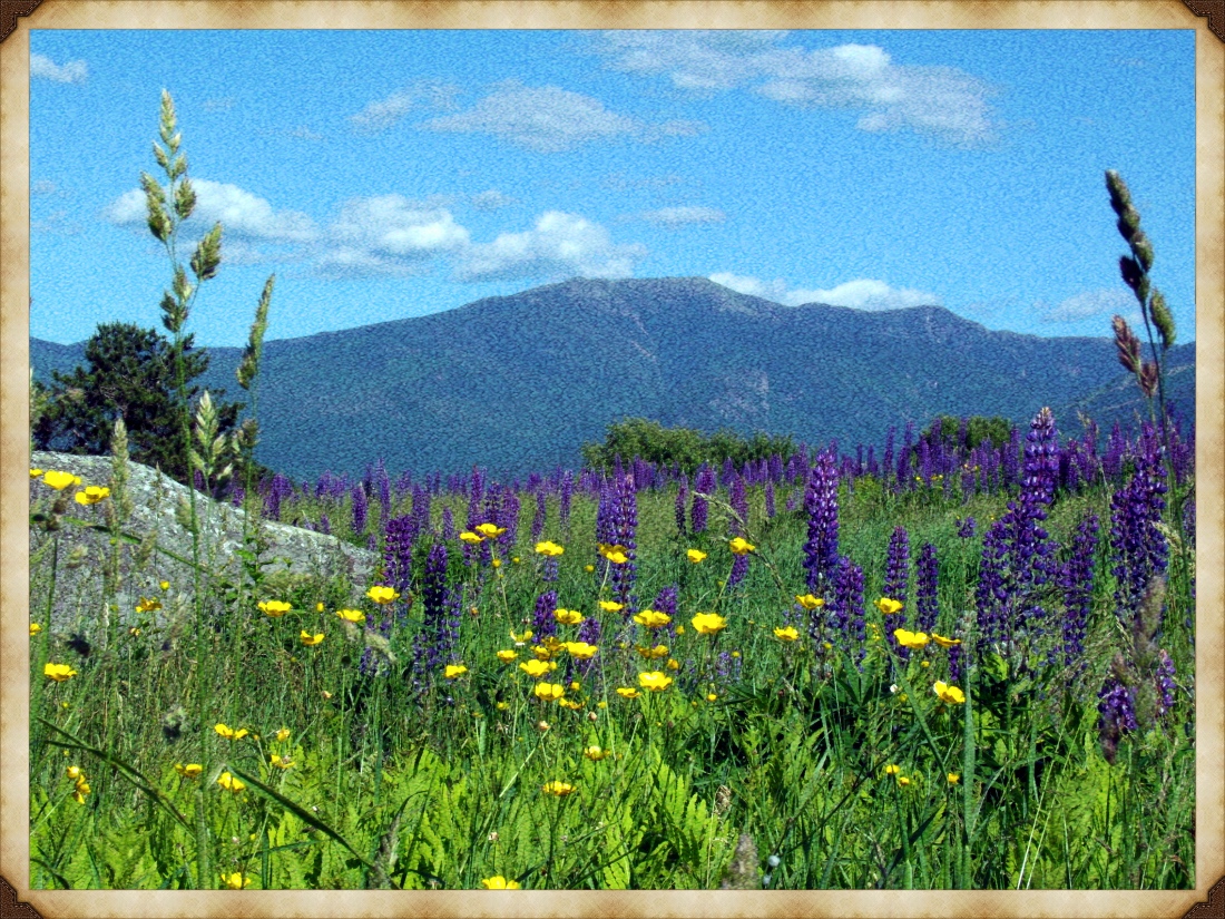 GEDSC DIGITAL CAMERA